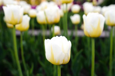 Parktaki güzel beyaz laleler. Bahar kompozisyonu. Seçici odak.