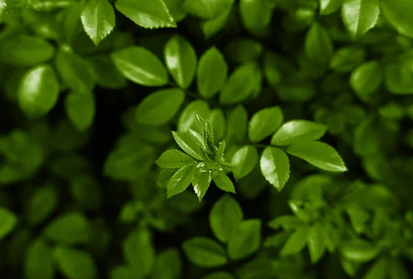 Sfondo Naturale Foglie Verdi Carta Parati Bandiera Primo Piano Focus — Foto Stock