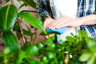 Dişi eller bir incir yaprağını peçete ile siler. Yakın plan. Kapalı alandaki bitkilerle ilgilenme kavramı.