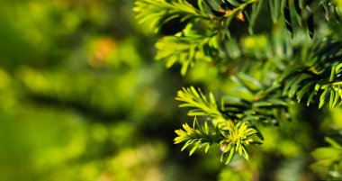 Pankart. Güneşli bir günde porsuk ağacının (Taxus) genç dalları büyür. Doğal yeşil arka plan. Yakın plan. Uzayı kopyala Seçici odak.