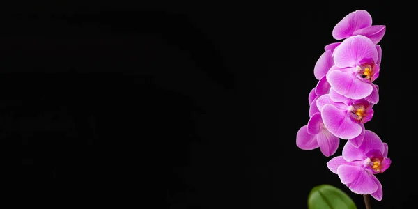 Sprig Orchid Roxo Phalaenopsis Fundo Preto Close Espaço Para Cópia — Fotografia de Stock
