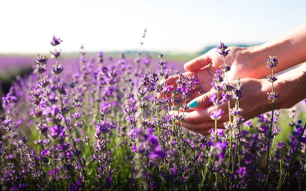 女性の手は晴れた夏の朝にラベンダー畑で花を収集します 天然化粧品のコンセプト コピースペース — ストック写真