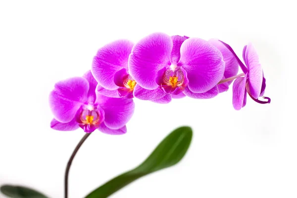 Orchidea Phalaenopsis Viola Sfondo Bianco Primo Piano — Foto Stock