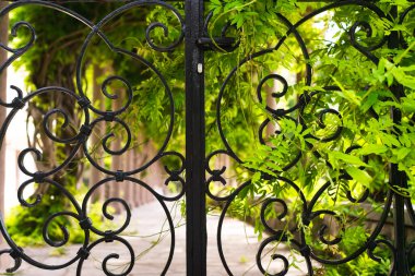 Siyah dövmeli demir bir çitin ve yeşil bir tırmanma tesisinin yakınına. Kapalı ve korunaklı bölge. Seçici odak.