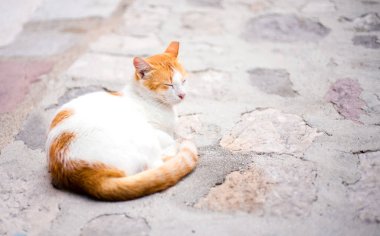 Beyaz ve kırmızı renkli uyuyan bir sokak kedisi. Yakın plan. Boşluğu kopyala.