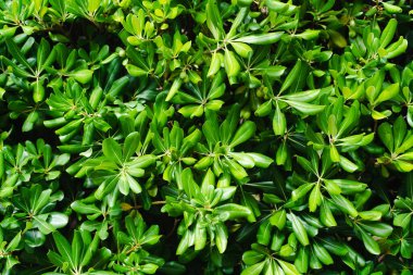 Güneşli bir yaz gününde parlak yeşil çalı. Yeşil yaprakların doğal arka planı. Seçici odak.