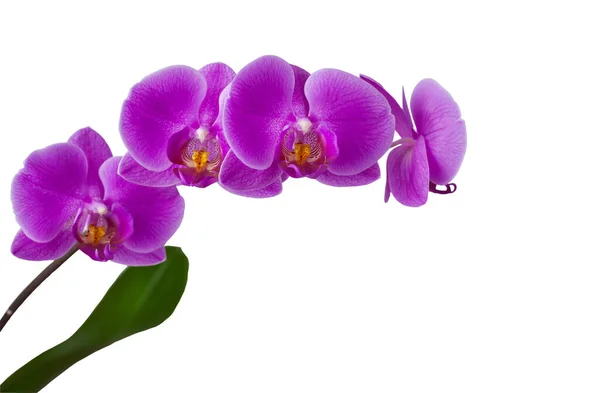 Pink Phalaenopsis Orchid Isolated White Background Close — Foto Stock