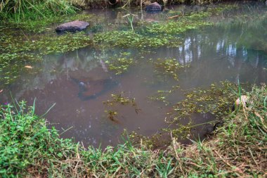 Durgun suyu olan gölet