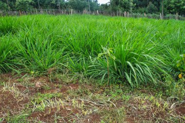 Bazıları kesilmiş, bazıları kesilmiş bir tarlada daha iyi otlar.