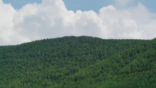 7680X4320 Collines Couvertes Pinèdes Forêts Denses Intactes Ciel Nuageux Temps — Video