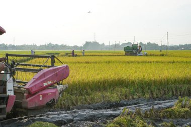 Otomatik pirinç biçme makinesi tarlaları hasat etmek için kullanılıyor ve hasat mevsiminde olgun ve sarıdır. Hasatı Birleştir Hızlandır ve işi basitleştir. 