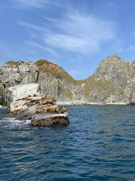 Deniz Deniz Aslanlarının Kayalık Kıyıları — Stok fotoğraf