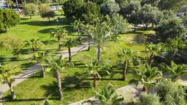 Garden of many palm trees, beautiful green views