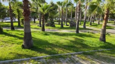Garden of many palm trees, beautiful green views