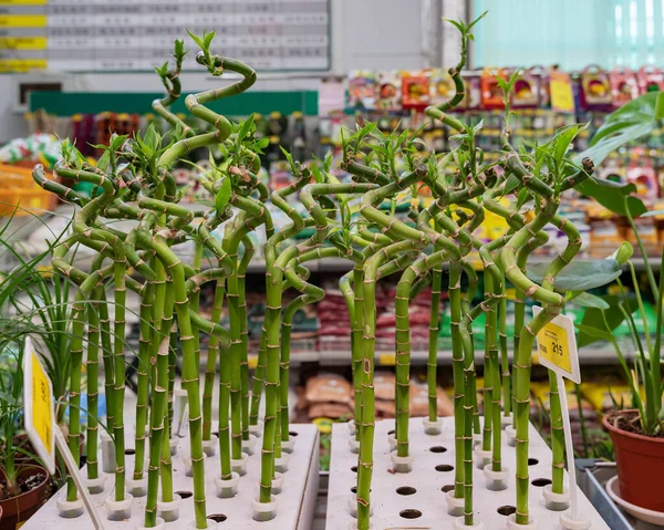Ev yapımı bambu evde yetişmek için bir süs bitkisidir. Kıvrık bir üst ile alçaktan ateş eder.