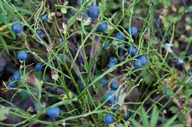 Kuzeyde, vitamin dolu vahşi bir ormanda yetişen gerçek bir yabanmersini. Sağlığa iyi gelir. Elle toplanmış ve tıpta kullanılmış. Kuru böğürtlen bazen yenir.