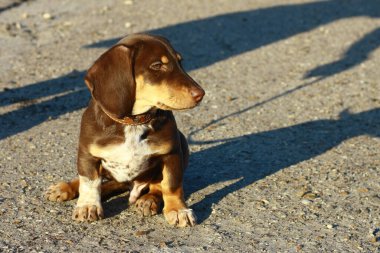 Köpek cinsi dachshund yaz akşamı çikolata kahverengi bej rengi yavru tasmasız bir şekilde yolda oturuyor..