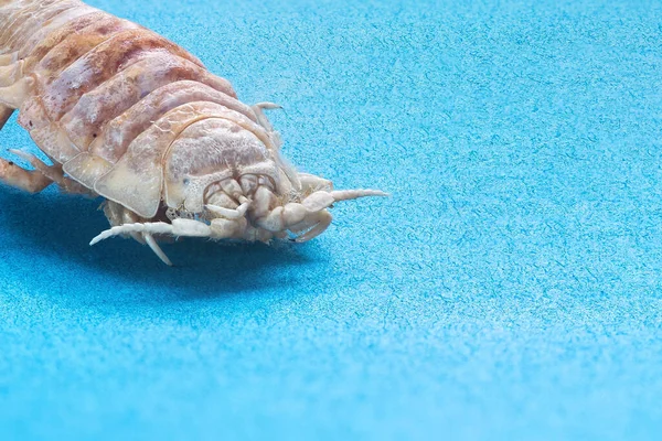 Getrocknete Isopode Weiße Assel Nahaufnahme Isoliert Auf Blauem Hintergrund Mit — Stockfoto