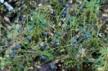 Kuzeyde, vitamin dolu vahşi bir ormanda yetişen gerçek bir yabanmersini. Sağlığa iyi gelir. Elle toplanmış ve tıpta kullanılmış. Kuru böğürtlen bazen yenir.