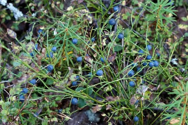 Kuzeyde, vitamin dolu vahşi bir ormanda yetişen gerçek bir yabanmersini. Sağlığa iyi gelir. Elle toplanmış ve tıpta kullanılmış. Kuru böğürtlen bazen yenir.