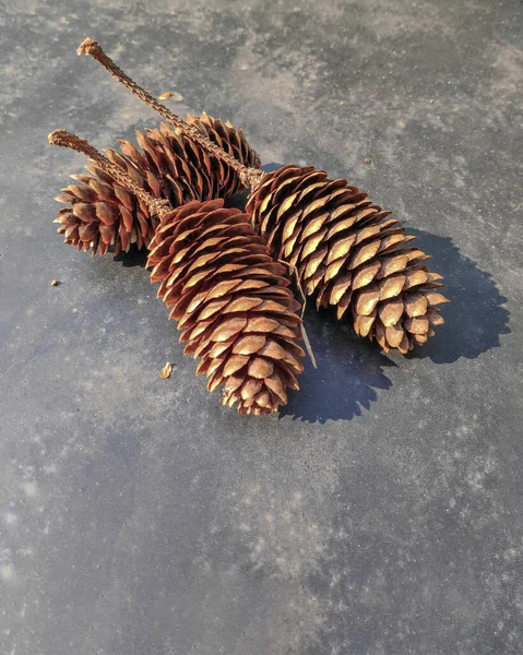 Gri bir masa üzerinde arka planda üç köknar külahı yakın plan ve boşluğu kopyala