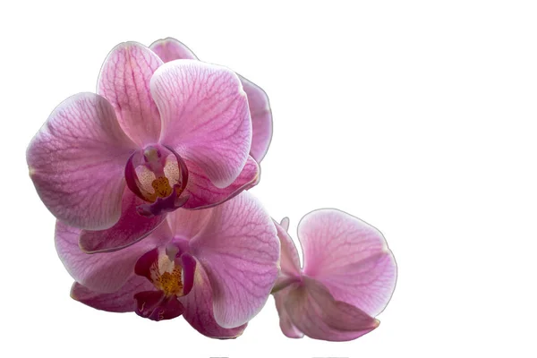 Růžová Orchidej Krevními Cévami Bílém Pozadí Pro Blahopřání Místo Pro — Stock fotografie