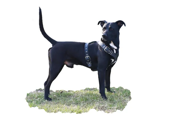 Siyah Amerikan Staffordshire Teriyeri gün boyunca çimlerle kaplı bir çimenlikte gün ışığında duruyor. Beyaz arkaplanda izole et.