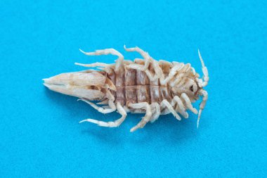 Kurumuş izopod beyaz tespih böcekleri üst görünümü yoğunlaştırarak mavi bir arkaplanda izole edilmiş..
