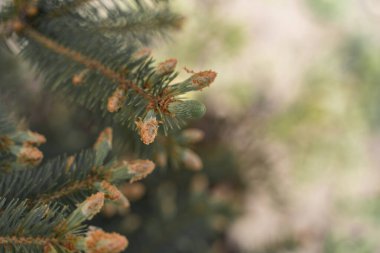 Yumuşak iğneli bir Noel ağacının taze dalları baharda külahlardan yetişir. Bir Noel ağacının dallarında açık yeşil filizlenir. Ağaç büyüyor.