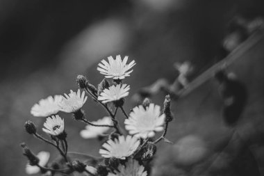 Vahşi papatya Çiçeği Siyah ve Beyaz 