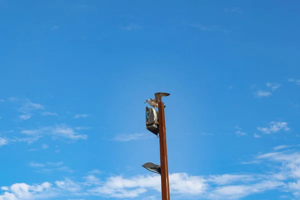 Kuşlar gökyüzü ve bulutlar