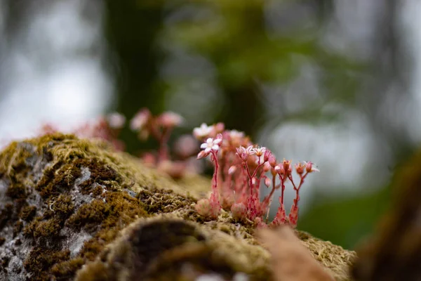 Kayalıklardaki çiçekleri Bee ile anmak