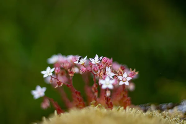 Kayalıklardaki çiçekleri Bee ile anmak
