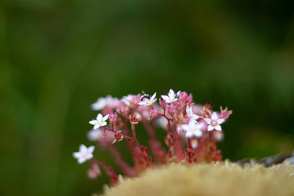Montain Λουλούδια Στα Βράχια Μέλισσα — Φωτογραφία Αρχείου