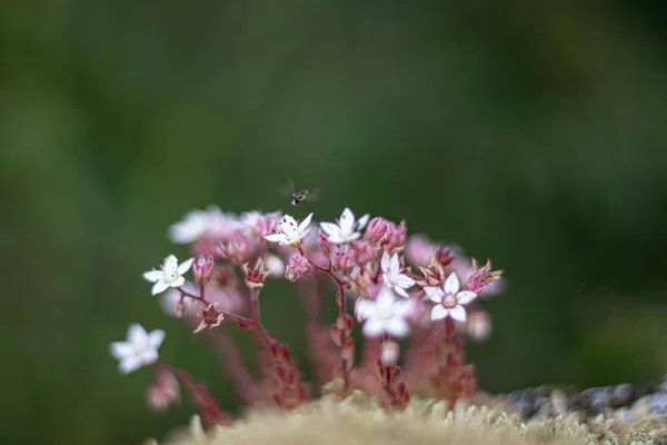Kayalıklardaki çiçekleri Bee ile anmak