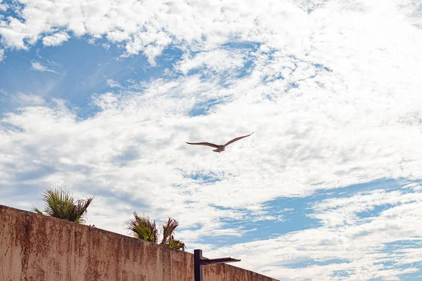 Duvarın Üzerinde Martı Kuşu