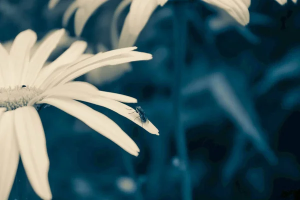 Böcekli Vahşi Çiçek 