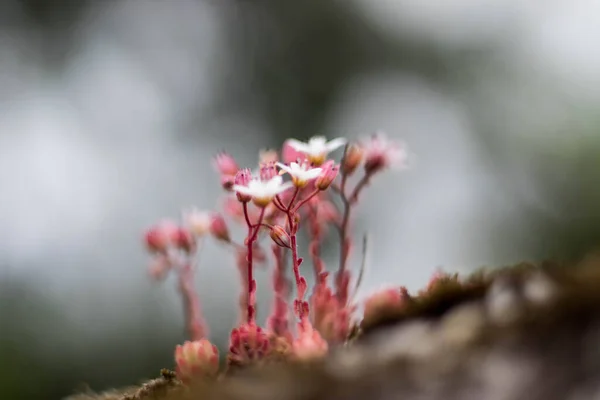 Kaya üzerindeki Vahşi Çiçekler Siyah ve Beyaz