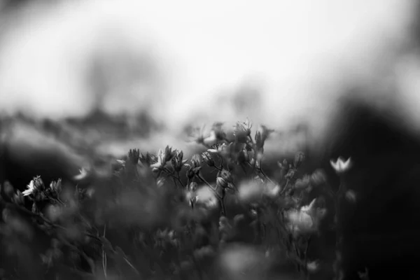 Kaya üzerindeki Vahşi Çiçekler Siyah ve Beyaz