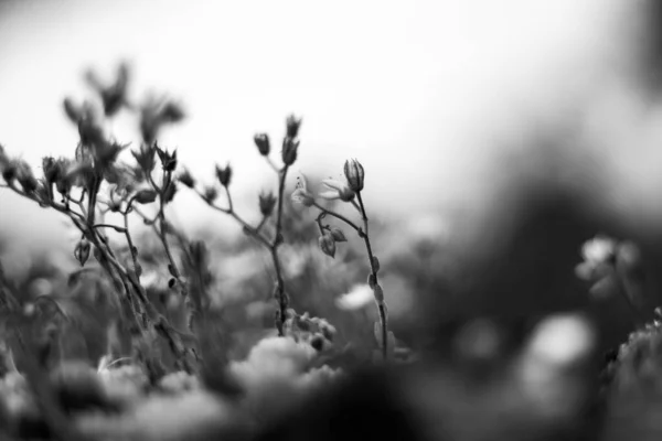 Kaya üzerindeki Vahşi Çiçekler Siyah ve Beyaz