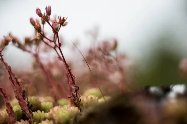 Kaya üzerindeki Vahşi Çiçekler Siyah ve Beyaz