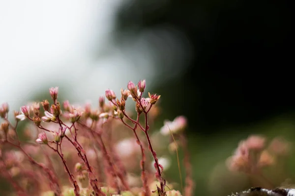 Kaya üzerindeki Vahşi Çiçekler Siyah ve Beyaz
