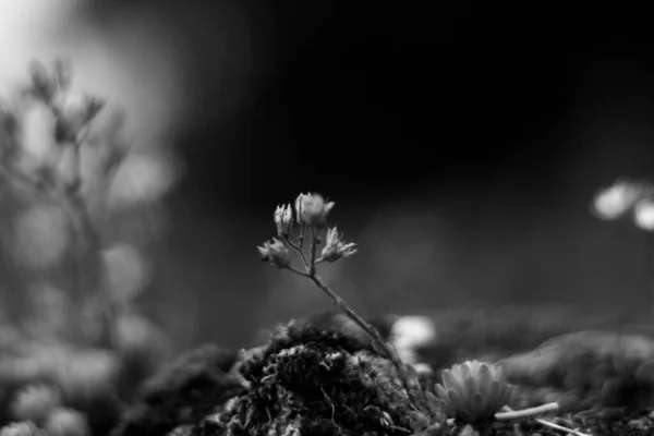 Flores Salvajes Una Roca Blanco Negro — Foto de Stock