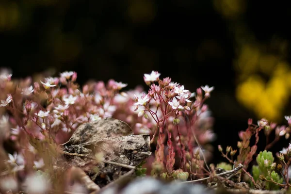 Fleurs Sauvages Sur Rocher Noir Blanc — Photo