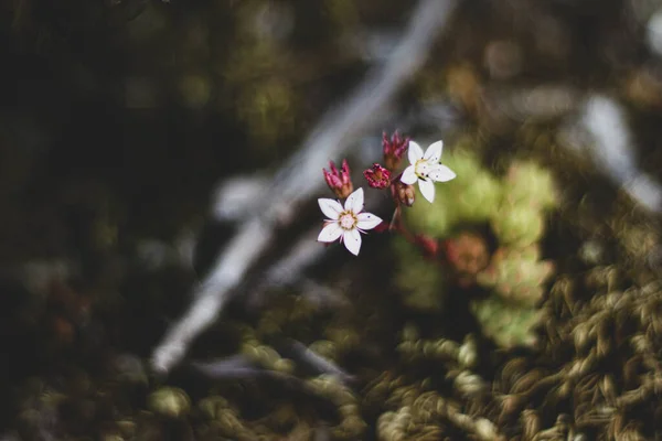 Ormanda yabani çiçekler
