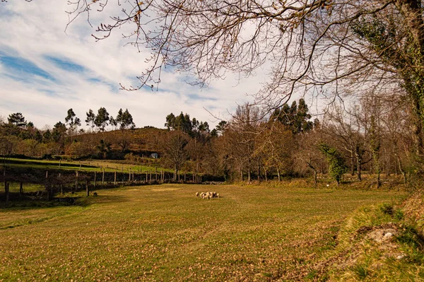 Koyun Bulutlu Gökyüzü Manzarası 