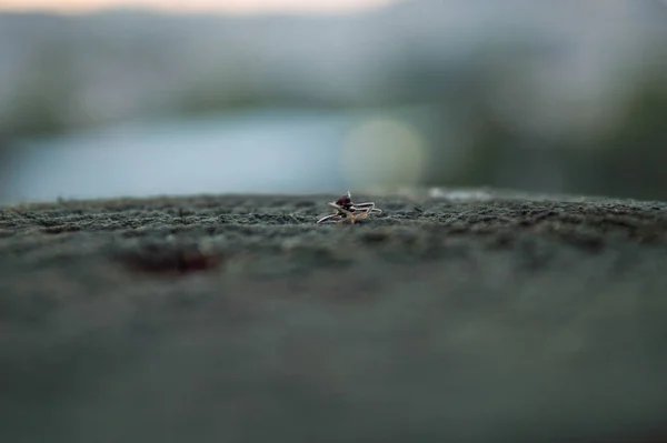 Tahta Kütük Üzerinde Karınca