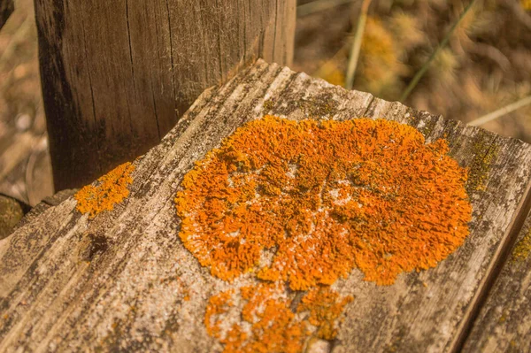 Sahilde ahşap bir pantal. 