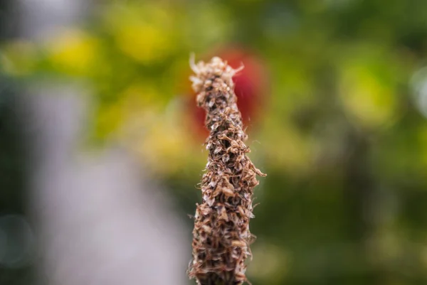 Yağmur damlaları ile çiçekler