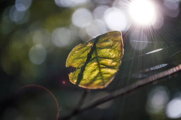 Güneşin altında ağaç yaprakları
